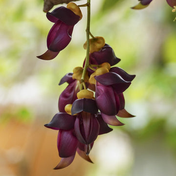 Mucuna Sempervirens Seeds – Vigorous Climbing Vine