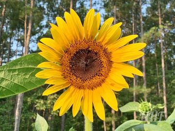 Sunflower Seeds - Sunzilla Giant