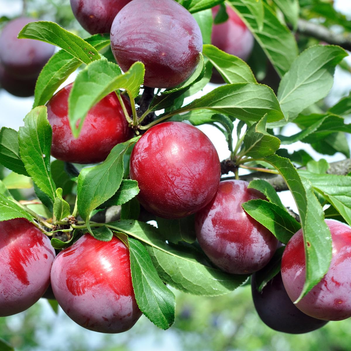Plum Seeds - Beach