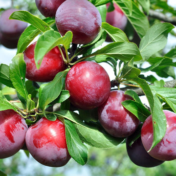 Plum Seeds - Beach