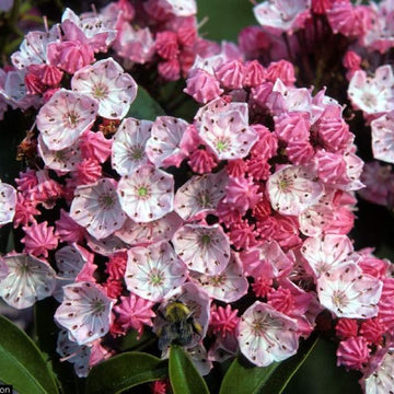 Mountain Laurel Seeds – Evergreen Shrub