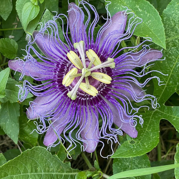 Passionflower Seeds – Purple Passion