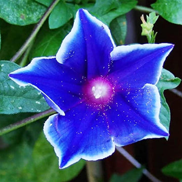 Morning Glory Seeds – Japanese