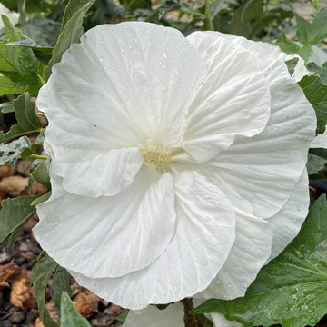 Hibiscus Seeds - Snow White