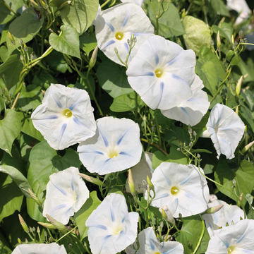 Ipomoea Seeds - 'Ismay'