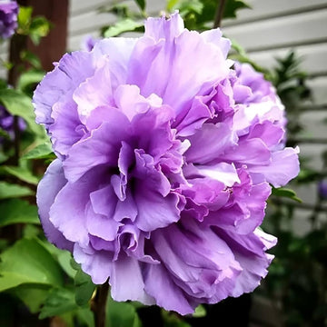 Hibiscus Seeds – Double Purple