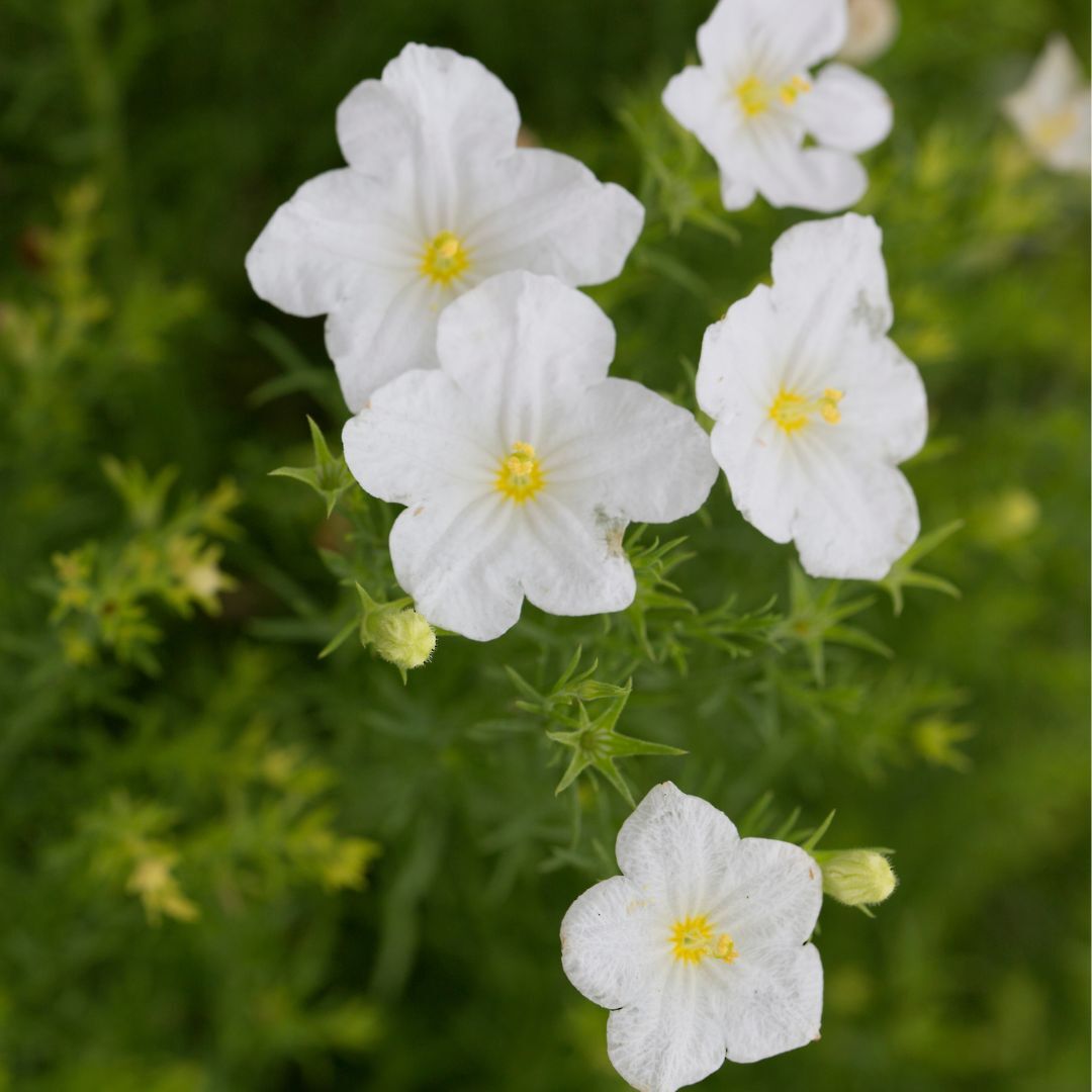 Cupflower Seeds – Australian Bluebell