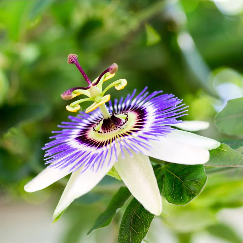 Passiflora Seeds – Mixed Passion