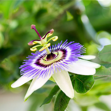 Passiflora Seeds – Mixed Passion