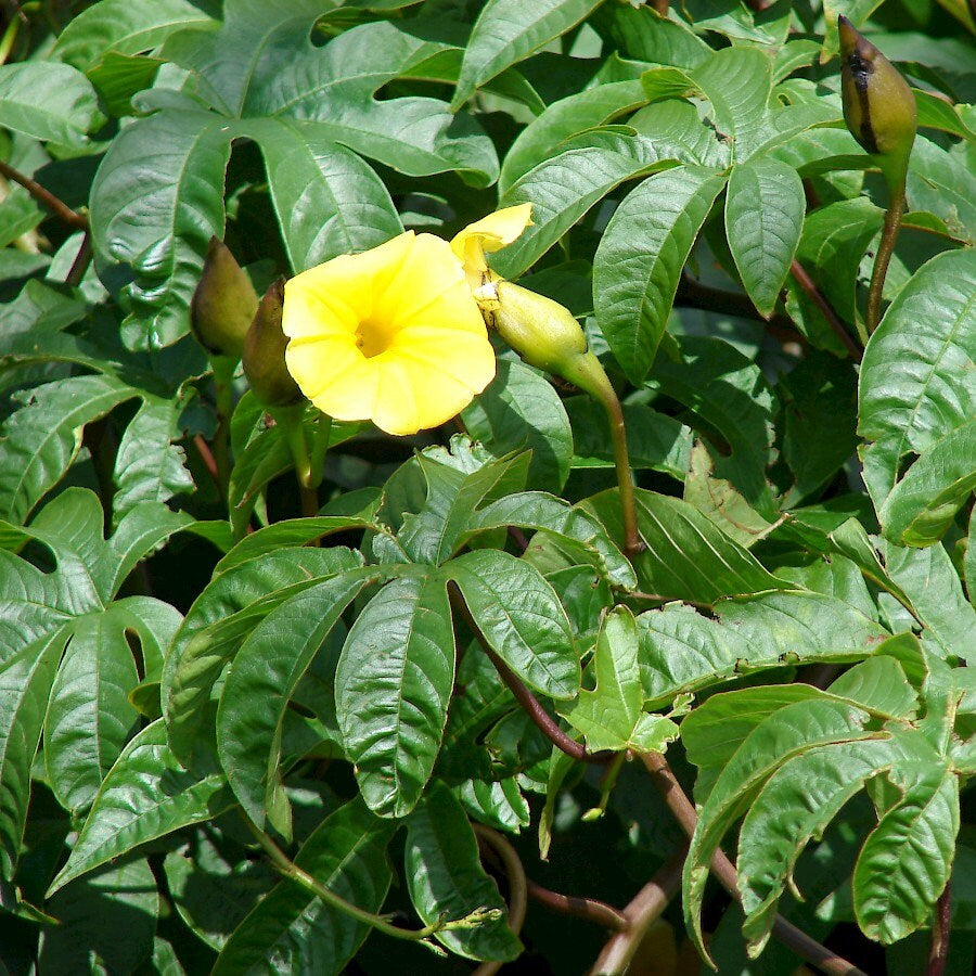 Merremia Tuberosa Seeds – Hawaiian Woodrose