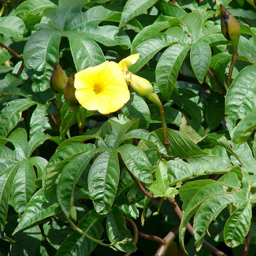 Merremia Tuberosa Seeds – Hawaiian Woodrose