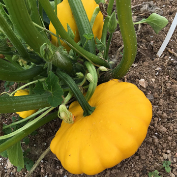 Scallop Squash Seeds – Patty Pan Sunburst