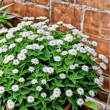 Xeranthemum Seeds – Annuum