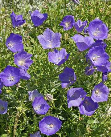 Bellflower Seeds – Tussock