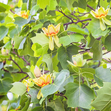 Tulip Tree Seeds – Ornamental Shade Tree