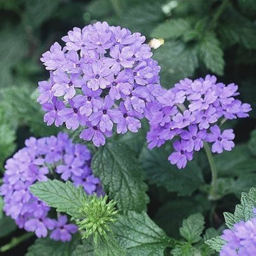 Verbena Seeds – Blue Lagoon