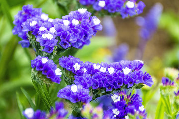 Statice Seeds – Annual Blooms