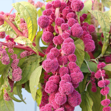 Amaranthus Seeds - Cruentus