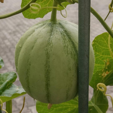 Melon Seeds – Charentais