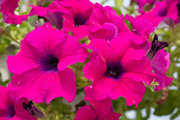 Petunia Seeds - Laura Bush