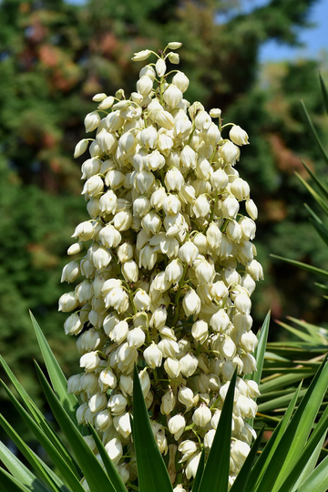 Yucca Seeds – Glauca