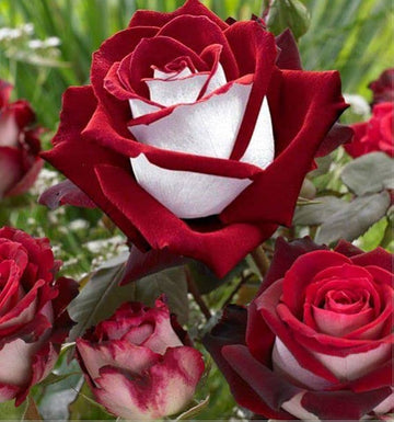 Love in a Mist Seeds – Rose Bush