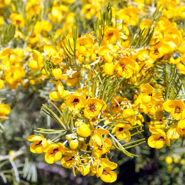 Cassia Seeds - Silver