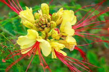 Desert Bird of Paradise Seeds – Yellow and Red Blooms