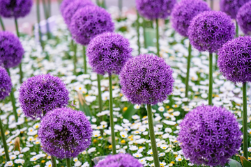 Allium Globemaster Seeds – Giant