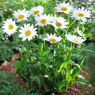 Daisy Seeds – Seaside Coastal Hardy, Heirloom
