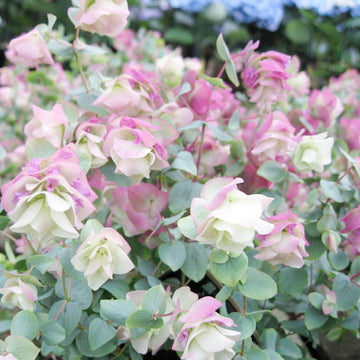 Oregano Seeds – Ornamental