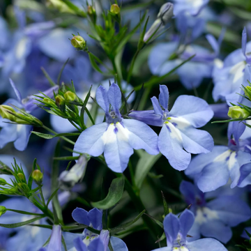 Lobelia Seeds – Sky Blue