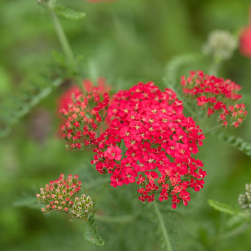 Yarrow Seeds - Red