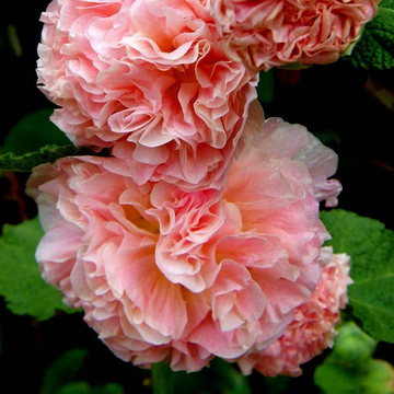 Hollyhock Seeds – Bride's Bouquet Double