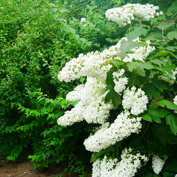 Oakleaf Hydrangea Seeds – Hardy Perennial Shrub