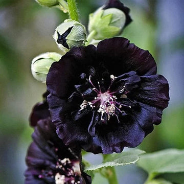 Hollyhock Seeds – Black Prince