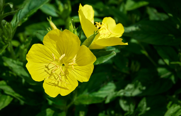 Evening Primrose Seeds – Common