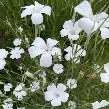 Agrostemma Seeds – Corn Cockle
