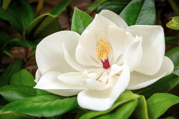 Magnolia Seeds – Southern