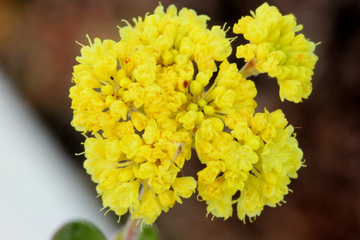 Abronia Latifolia Seeds – Yellow Sand Verbena Seeds