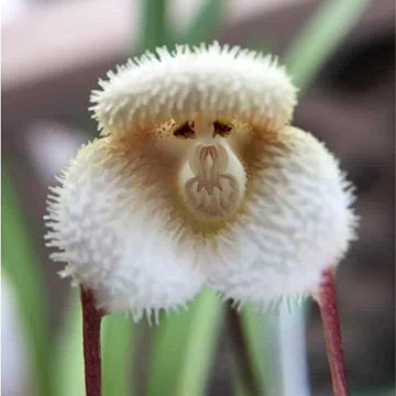 Orchid Seeds - Monkey Face