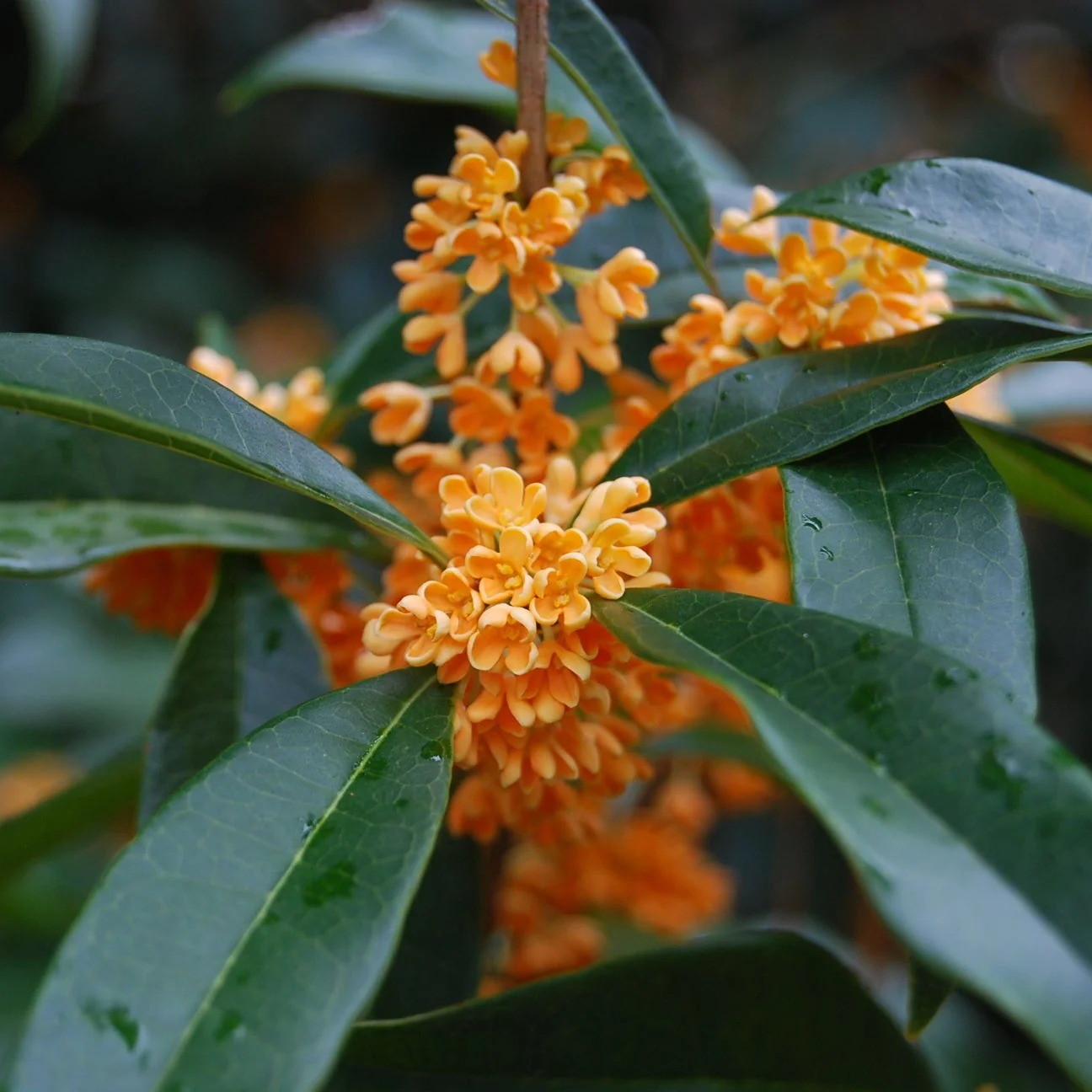 Osmanthus Seeds – Sweet Osmanthus