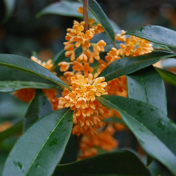 Osmanthus Seeds – Sweet Osmanthus