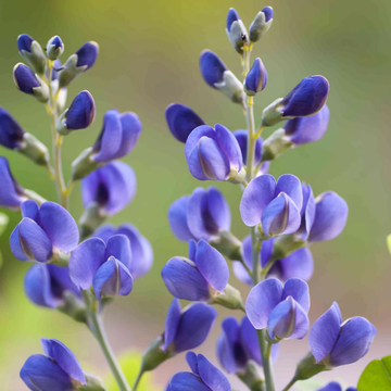 Indigo Seeds - Blue Wild