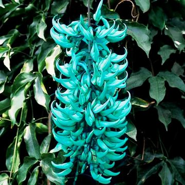Strongylodon Seeds – Macrobotrys