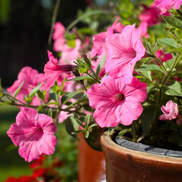 Petunia Seeds – Easy Wave Rosy Dawn