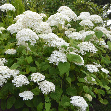 Smooth Hydrangea Seeds – Hardy Perennial Blooms
