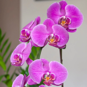 Orchid Seeds – Phalaenopsis