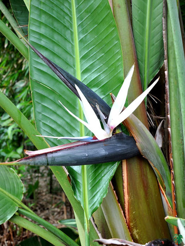 Strelitzia Seeds – Giant White Bird of Paradise
