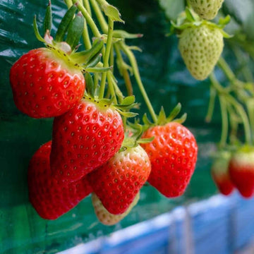 Strawberry Seeds – Fresh Climbing